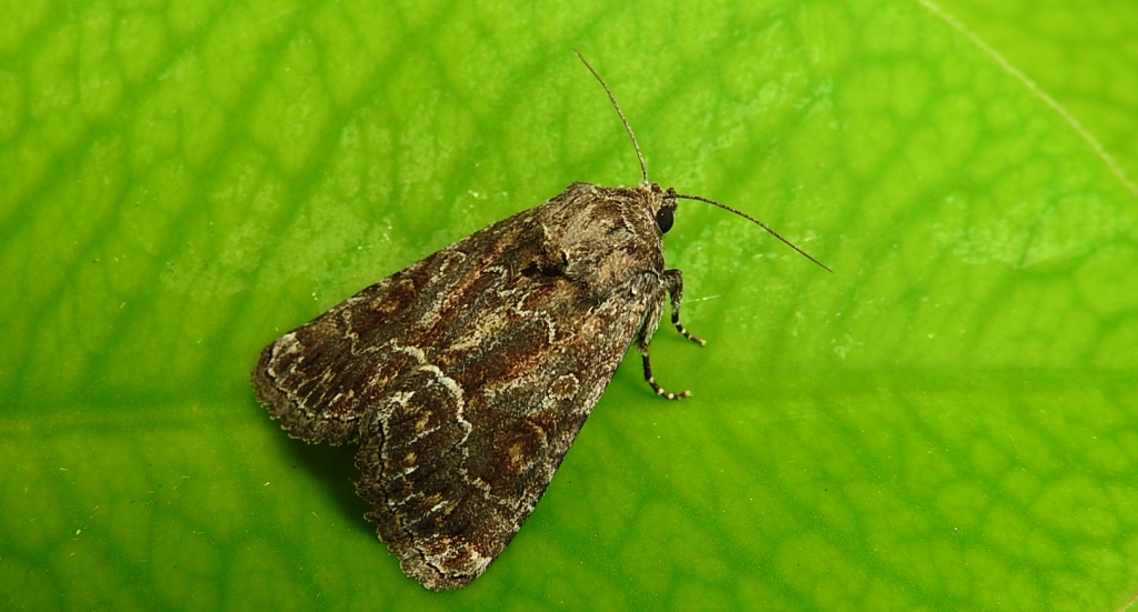 Ponurzyca źralica (Thalpophila matura)