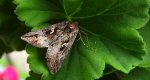 Błyszczka jarzynówka (Autographa gamma)