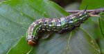 Zawisak borowiec (Sphinx pinastri)