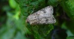 Rolnica zbożówka (Agrotis segetum)