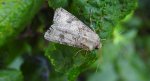 Rolnica zbożówka (Agrotis segetum)