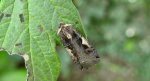 Rolnica panewka (Xestia c-nigrum)