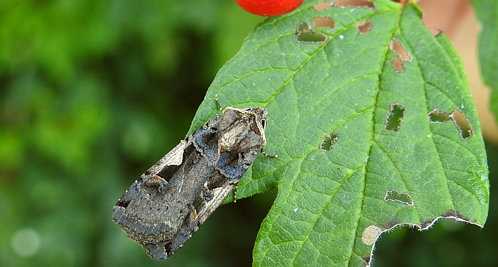 Rolnica panewka (Xestia c-nigrum)