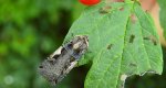 Rolnica panewka (Xestia c-nigrum)
