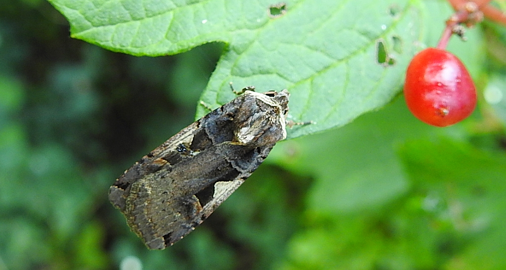 Rolnica panewka (Xestia c-nigrum)