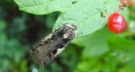 Rolnica panewka (Xestia c-nigrum)