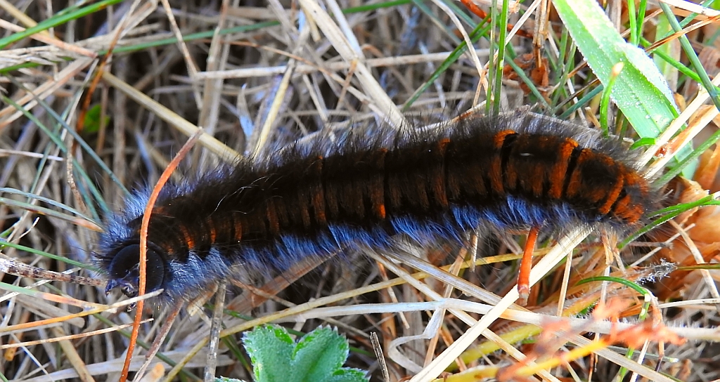 Barczatka malinówka (Macrothylacia rubi)