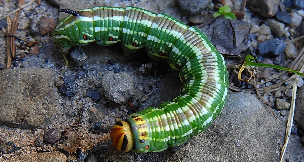 Zawisak borowiec (Sphinx pinastri)
