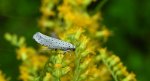 Namiotnik czeremszaczek (Yponomeuta evonymella)