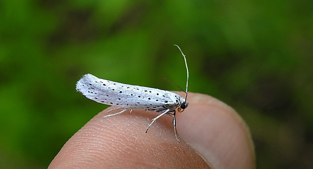 Namiotnik czeremszaczek (Yponomeuta evonymella)