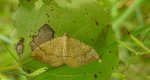Paśnik goździeniak (Camptogramma bilineata)