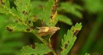 Dichrorampha alpinana lub dichrorampha petiverella