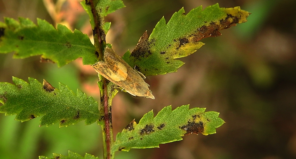 Dichrorampha alpinana lub dichrorampha petiverella