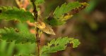 Dichrorampha alpinana lub dichrorampha petiverella