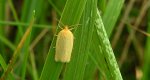 Aphelia paleana