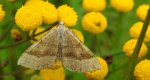 Paśnik komosiak (Scotopteryx chenopodiata)