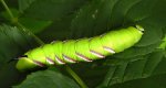 Zawisak tawulec (Sphinx ligustrii)