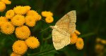 Paśnik goździeniak (Camptogramma bilineata)
