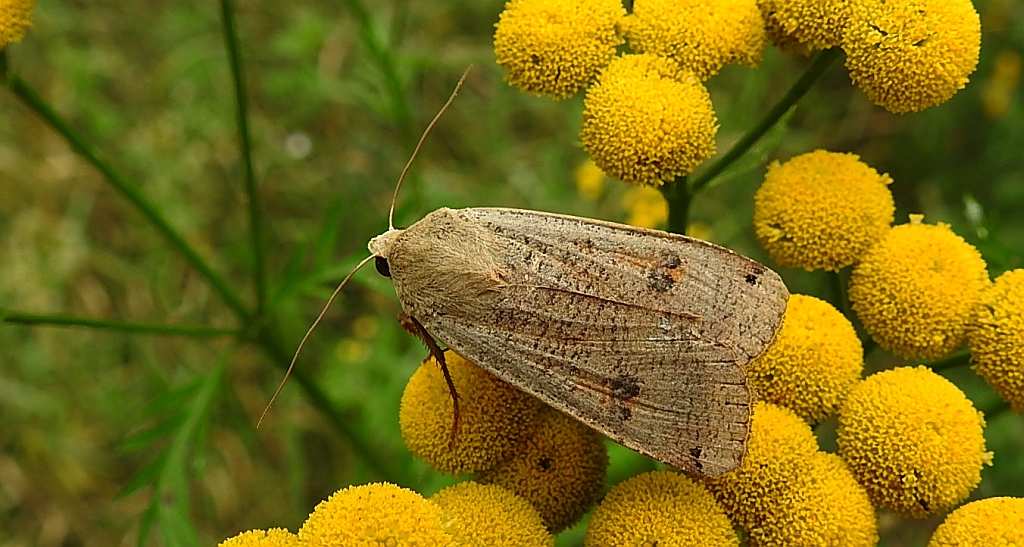 Rolnica tasiemka (Noctua pronuba)