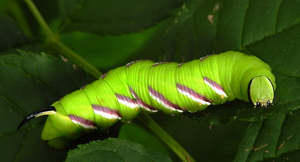 Zawisak tawulec (Sphinx ligustrii)