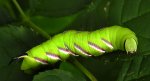Zawisak tawulec (Sphinx ligustrii)