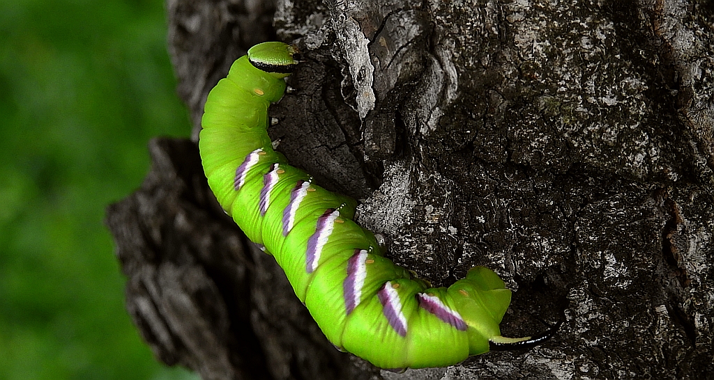 Zawisak tawulec (Sphinx ligustrii)