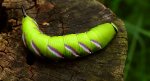 Zawisak tawulec (Sphinx ligustrii)