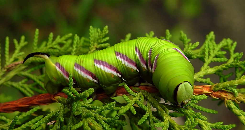 Zawisak tawulec (Sphinx ligustrii)