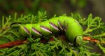 Zawisak tawulec (Sphinx ligustrii)