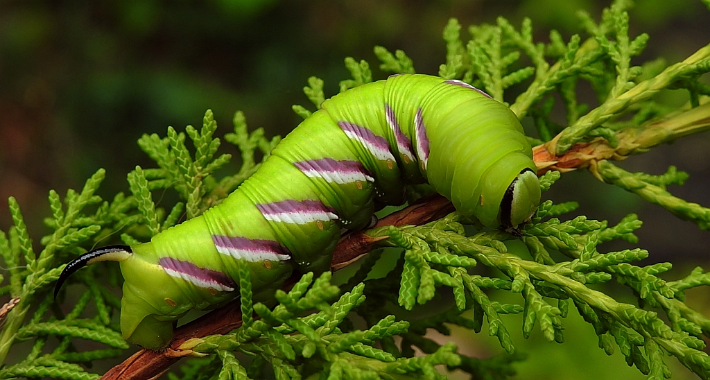 Zawisak tawulec (Sphinx ligustrii)