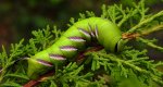 Zawisak tawulec (Sphinx ligustrii)