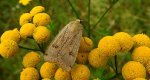 Rolnica tasiemka (Noctua pronuba)