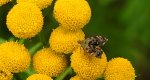 Wznosik Fabrycjusza (Anthophila fabriciana)