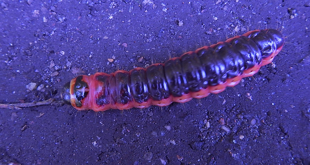 Trociniarka czerwica (Cossus cossus)