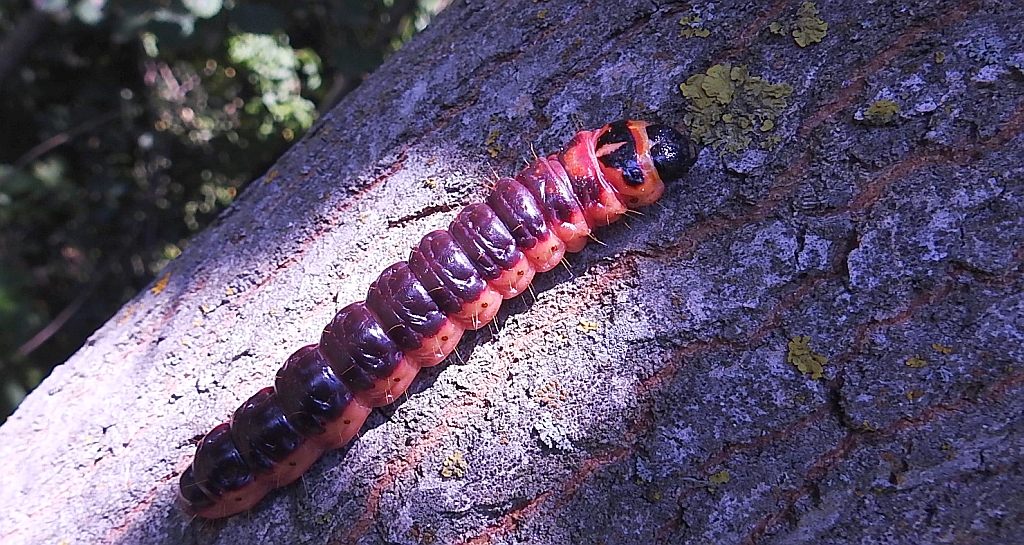 Trociniarka czerwica (Cossus cossus)