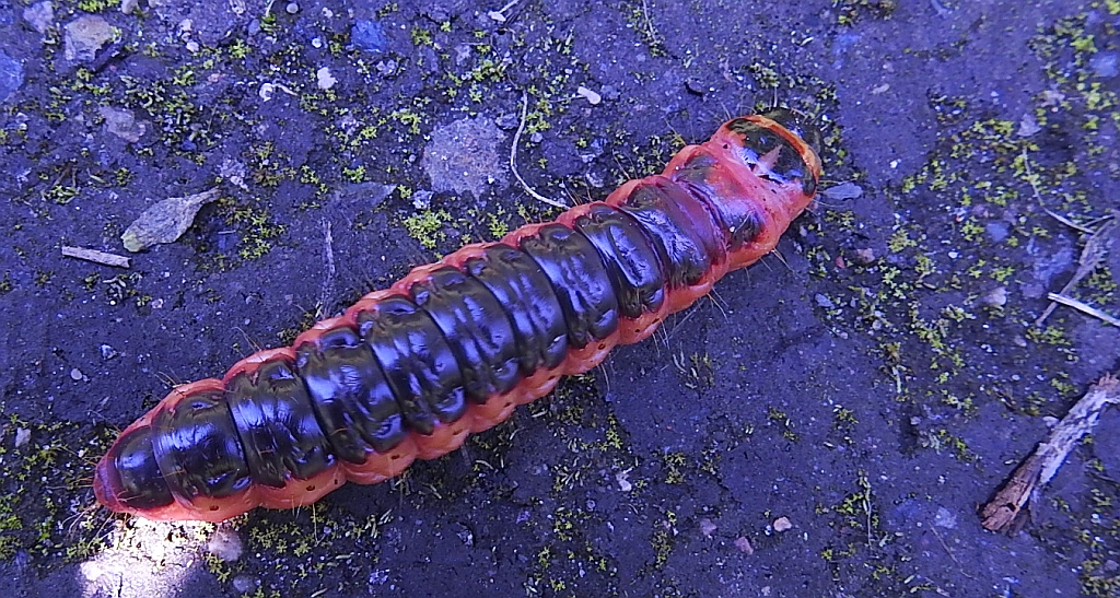 Trociniarka czerwica (Cossus cossus)