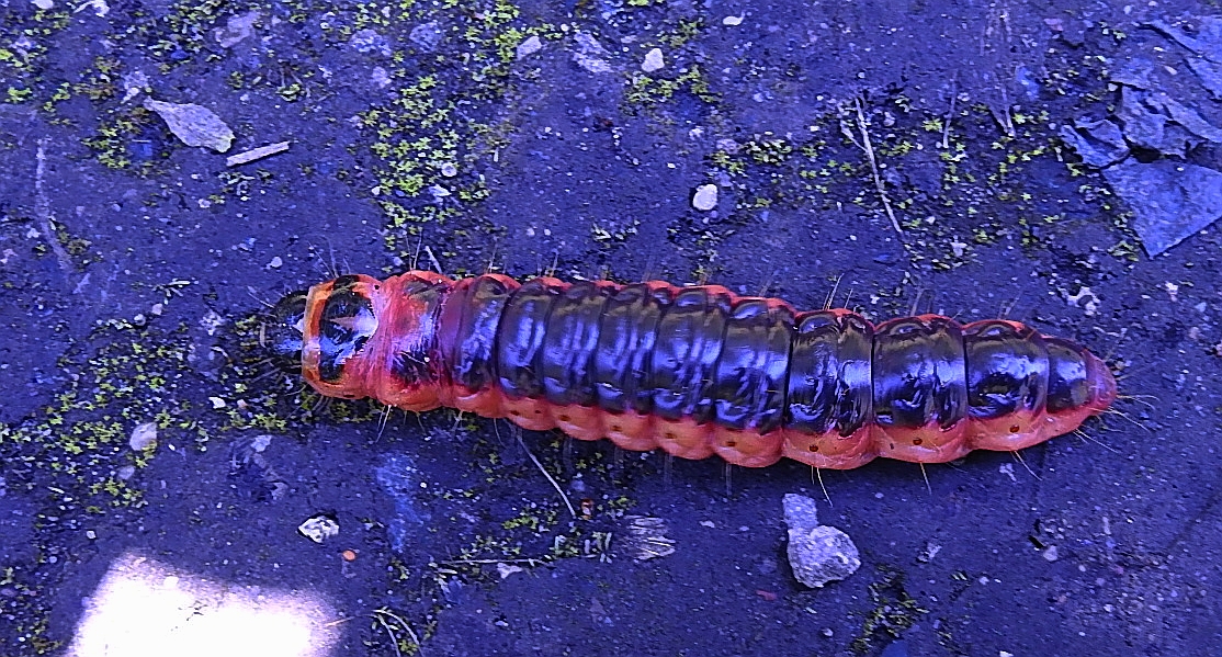 Trociniarka czerwica (Cossus cossus)