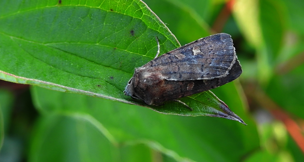 Rolnica znakówka (Xestia xanthographa)