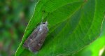 Rolnica znakówka (Xestia xanthographa)