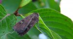 Rolnica znakówka (Xestia xanthographa)