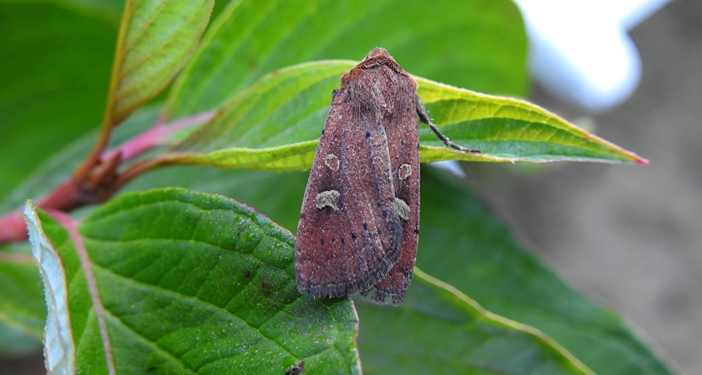 Rolnica znakówka (Xestia xanthographa)