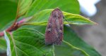 Rolnica znakówka (Xestia xanthographa)