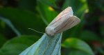 Mokradlica (Mythimna pallens)