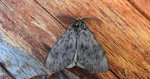Brudnica nieparka (Lymantria dispar)