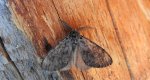 Brudnica nieparka (Lymantria dispar)