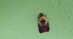 Acleris variegana