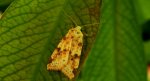 Xanthia icteritia