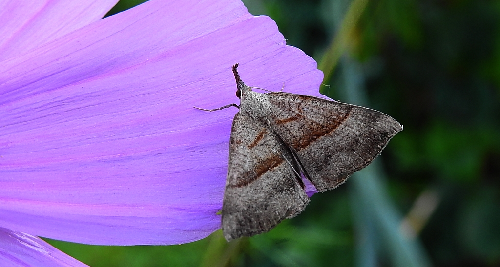 Rozszczepka śnicianka (Hypena proboscidalis)