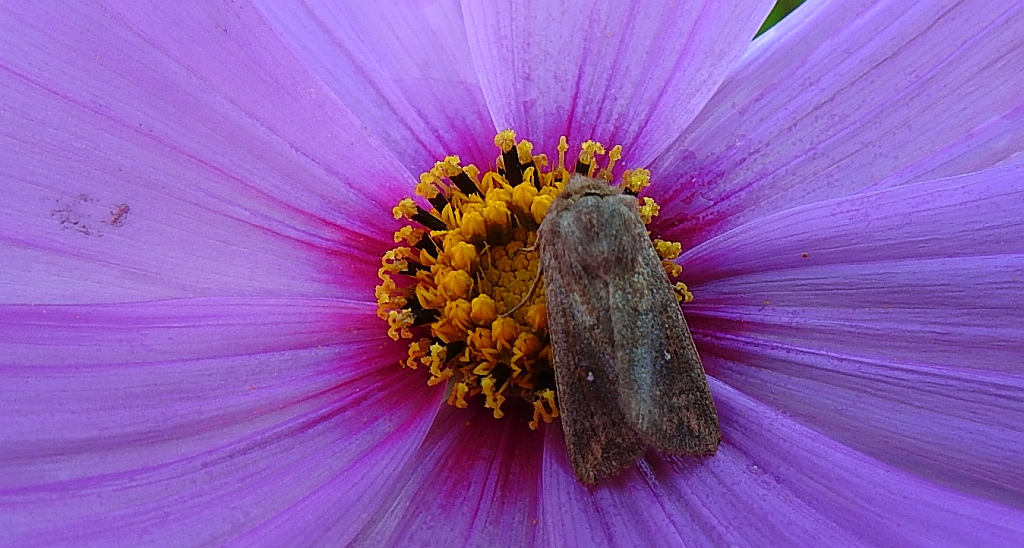 Xanthia ocellaris