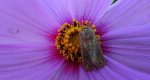 Xanthia ocellaris